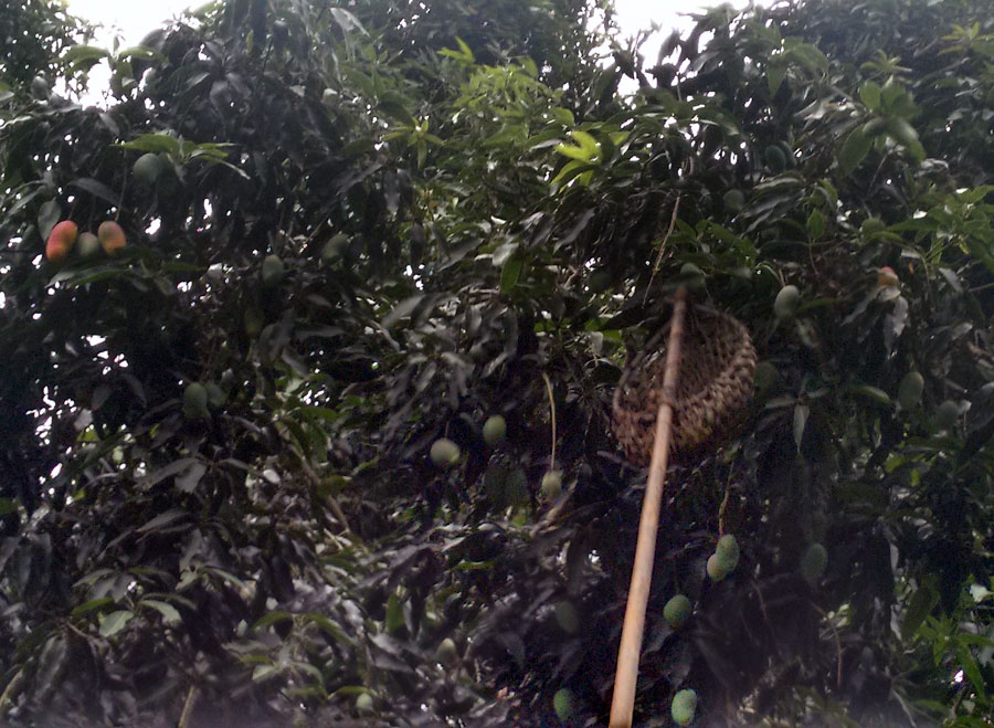 Mango Harvesting